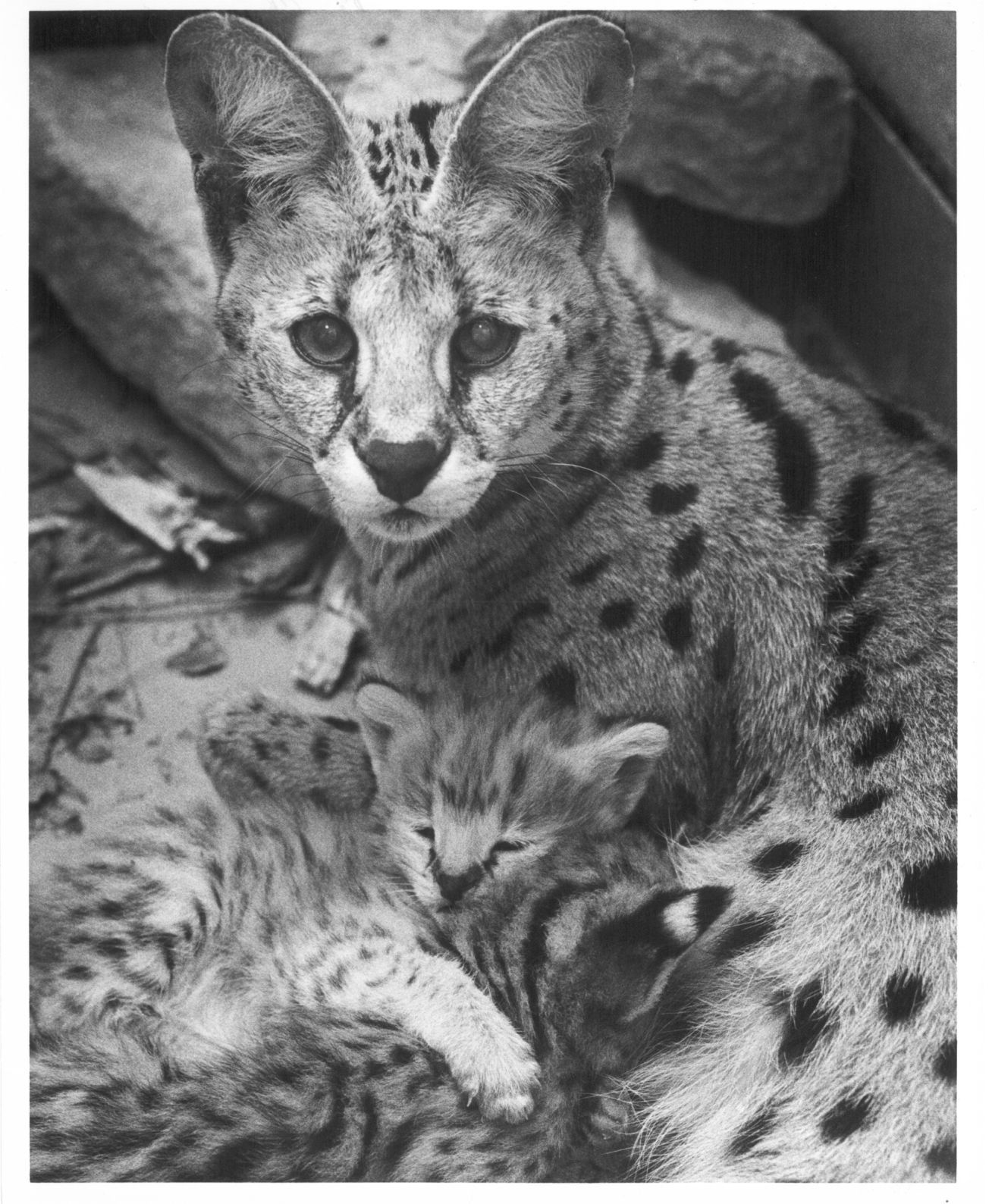 Lincoln Children's Zoo 50th Anniversary